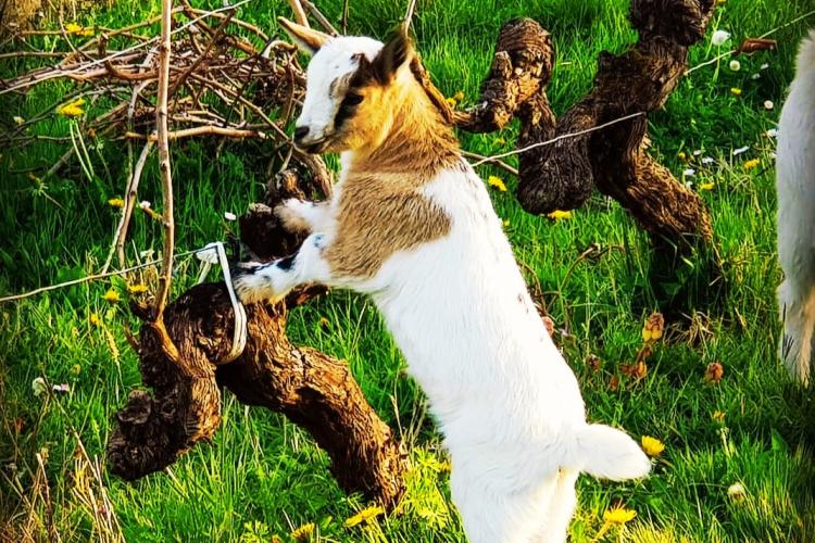 Coco une des chèvres du vignoble